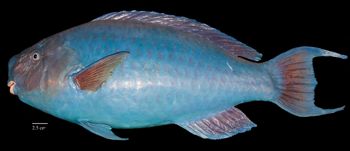Media type: image;   Ichthyology 29171 Aspect: lateral